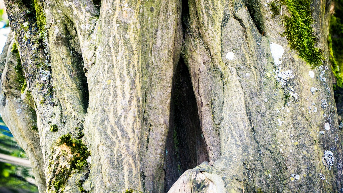 O Fotomagazin / Pregrtner Pflanzl- und Gartenkirtag 2016